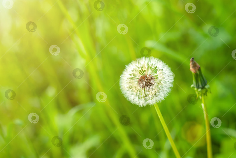 Скачать Красивый одуванчик на фоне зеленой травы в лучах теплого летнего солнца. фотосток Ozero