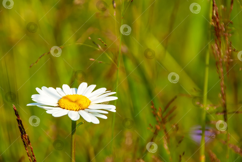 Скачать Полевые ромашки в лучах солнечного света на фоне зеленой травы. фотосток Ozero