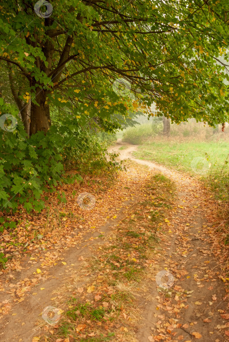 Скачать Осенний пейзаж. Красивые деревья и грунтовая дорога, усыпанная желтыми листьями фотосток Ozero