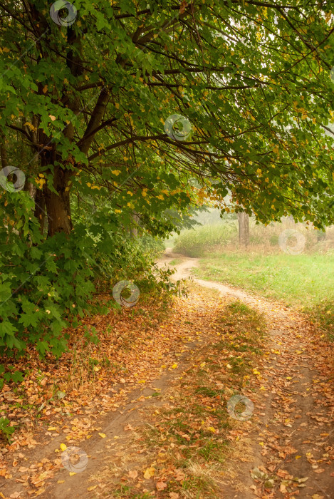 Скачать Осенний пейзаж. Красивые деревья и грунтовая дорога, усыпанная желтыми листьями фотосток Ozero