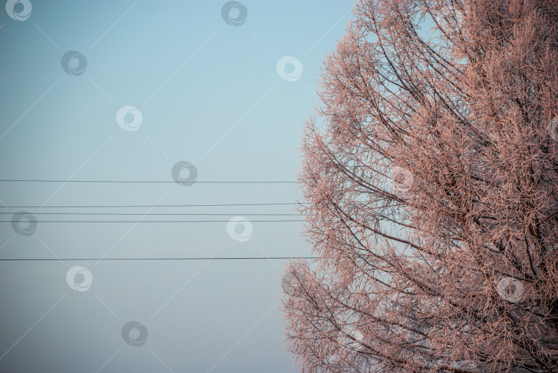 Скачать Зимняя сосна и голубое небо в качестве изолированного фона для надписей фотосток Ozero