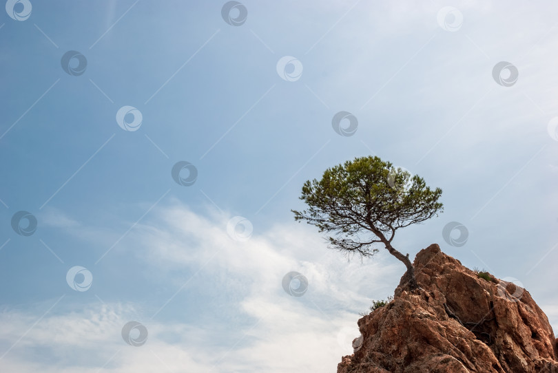 Скачать Горы и деревья. Тосса-де-Мар, Каталония, Испания. Живописное побережье Коста-Брава. фотосток Ozero