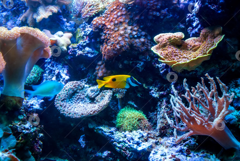 Скачать Подводная съемка. Коралловый риф и разноцветные рыбки. фотосток Ozero