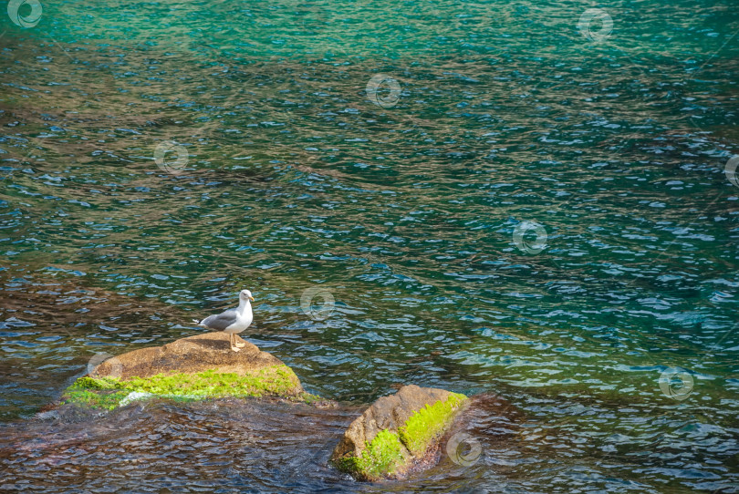 Скачать Чайка - альбатрос сидит на камне скал на фоне воды Средиземного моря. фотосток Ozero