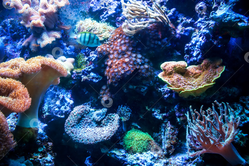 Скачать Подводная съемка. Коралловый риф и разноцветные рыбки. фотосток Ozero