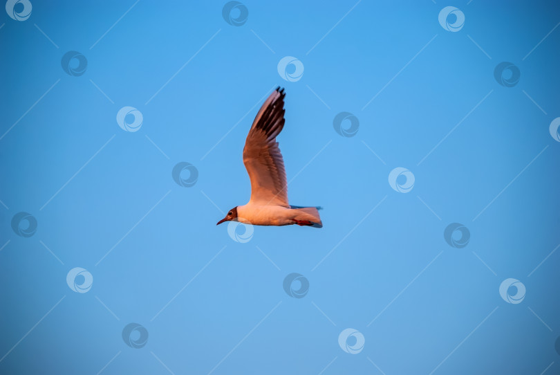 Скачать Чайка летит на фоне голубого ясного неба. фотосток Ozero
