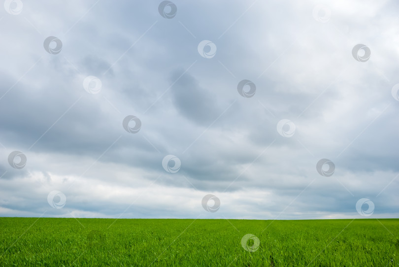 Скачать Зеленые поля и пасмурное небо. Прекрасный весенний пейзаж. фотосток Ozero