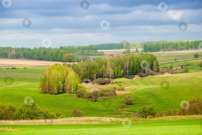 Скачать Весенний сельский пейзаж. Зеленые поля и леса на фоне голубого неба и облаков. фотосток Ozero