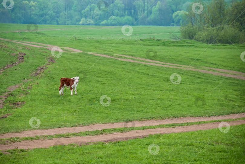 Скачать Маленький теленок на зеленом поле. фотосток Ozero