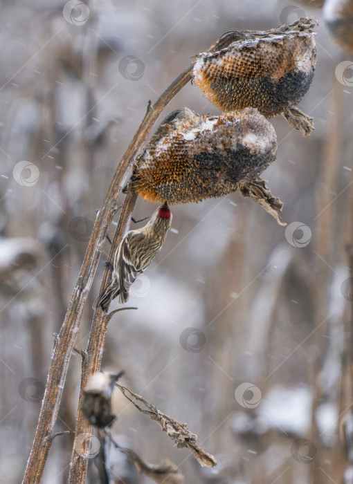 Скачать Крупный план птиц, поедающих семечки подсолнуха на подсолнечном поле, заброшенном на зиму и покрытом снегом фотосток Ozero