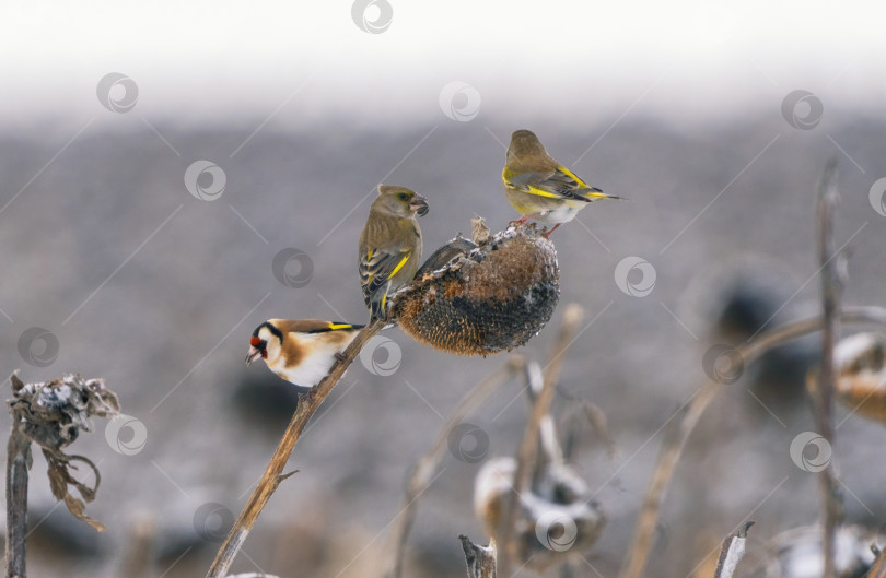 Скачать Крупный план птиц, поедающих семечки подсолнуха на подсолнечном поле, заброшенном на зиму и покрытом снегом фотосток Ozero