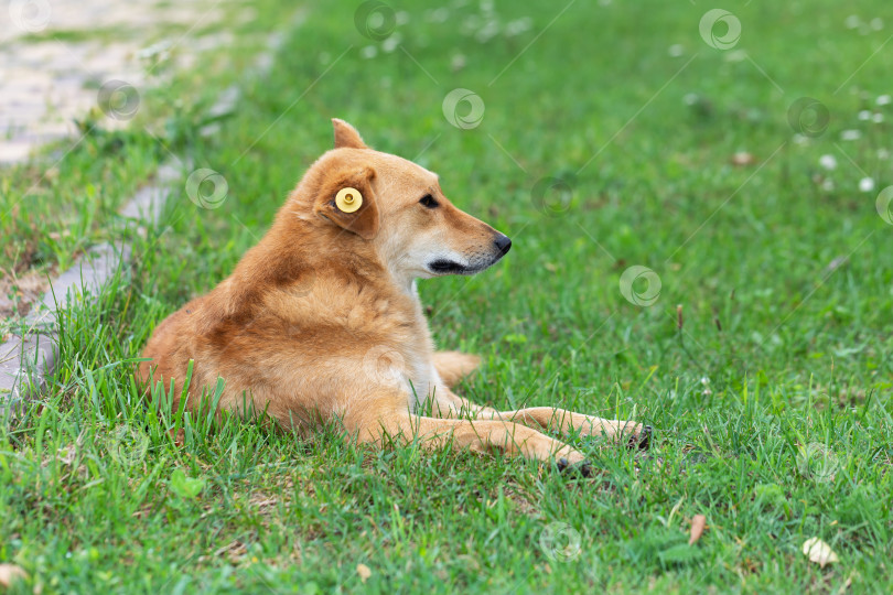 Скачать Бездомная собака с биркой на ухе лежит на траве в парке и смотрит в сторону фотосток Ozero