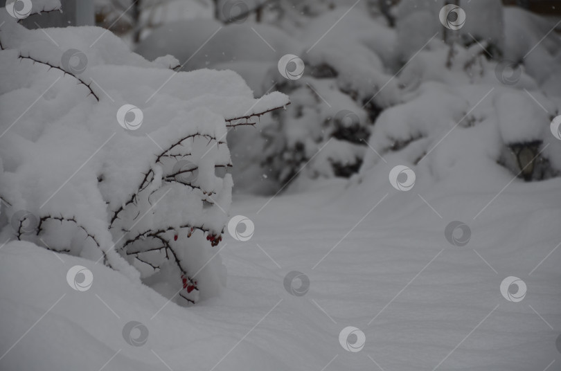 Скачать Зима в саду фотосток Ozero