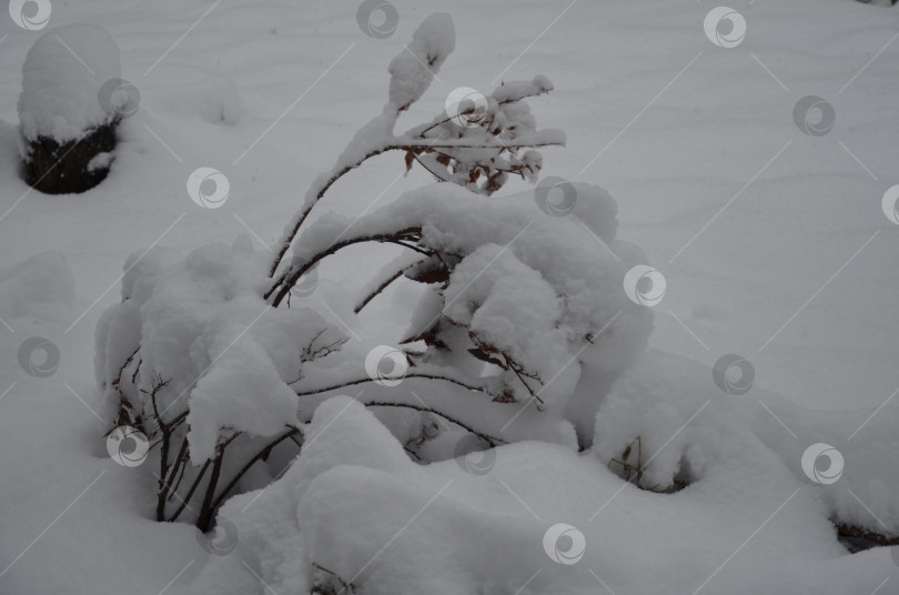 Скачать Куст под снегом фотосток Ozero