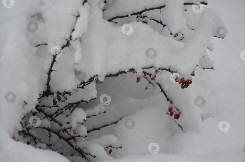 Скачать Барбарис под снегом фотосток Ozero