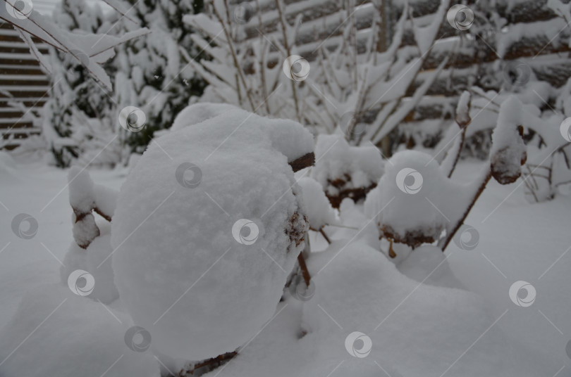 Скачать Гортензия под снегом фотосток Ozero