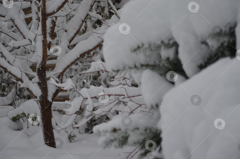 Скачать Сад зимой фотосток Ozero