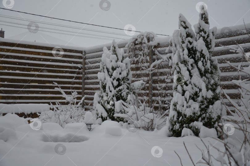 Скачать Туи зимой фотосток Ozero