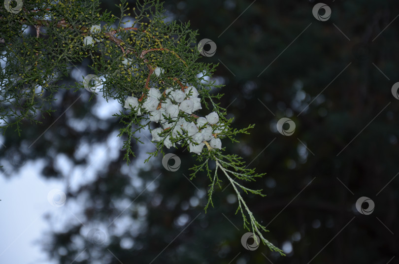 Скачать Ветка можжевельника фотосток Ozero