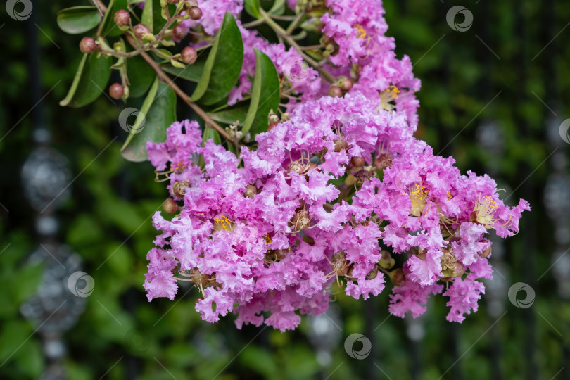 Скачать Фиолетовый гибридный цветок лагерстремии, распускающийся на ветке дерева фотосток Ozero