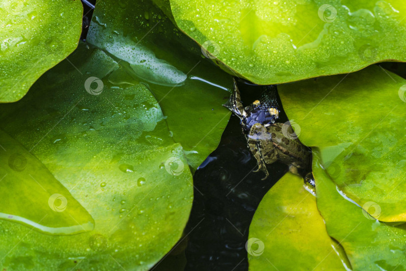 Скачать Обычная нетоксичная змея (лат. Natrix natrix) схватила лягушку зубами на большом листе водяной лилии в волшебном пруду. Крупный план. Змея держит лягушку зубами и собирается съесть ее. Жизнь в дикой природе. фотосток Ozero