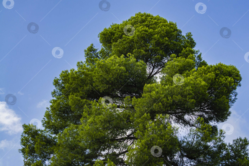 Скачать Кедровая сосна (Pinus pinea), итальянская кедровая сосна, зонтичная сосна и зонтичная сосна в Массандровском парке в Крыму. Крона кедровой сосны на фоне голубого неба. Закат. фотосток Ozero