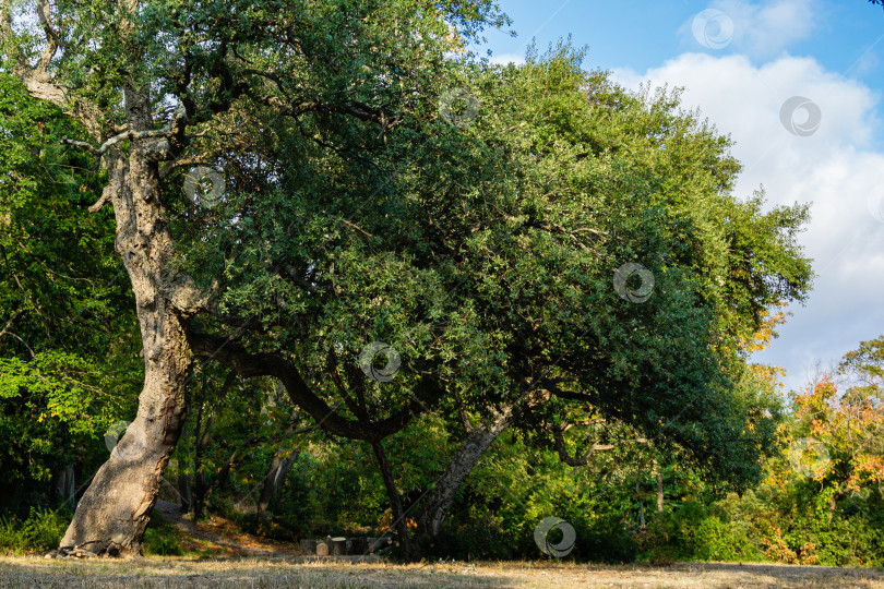 Скачать Quercus suber, обычно называемый пробковым дубом, представляет собой вечнозеленый дуб среднего размера в секции Quercus на краю большой поляны в Массандровском парке в Крыму. Природная концепция дизайна. фотосток Ozero