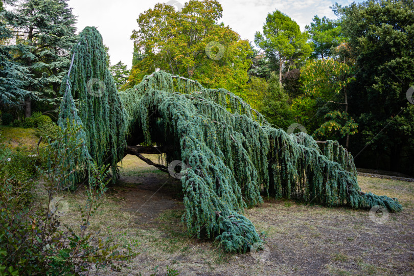 Скачать Величественный плакучий голубой атласский кедр (Cedrus atlantica Glauca Pendula) в старом Массандровском парке, Крым. Крупным планом свисающие ветви на фоне вечнозеленых деревьев. фотосток Ozero