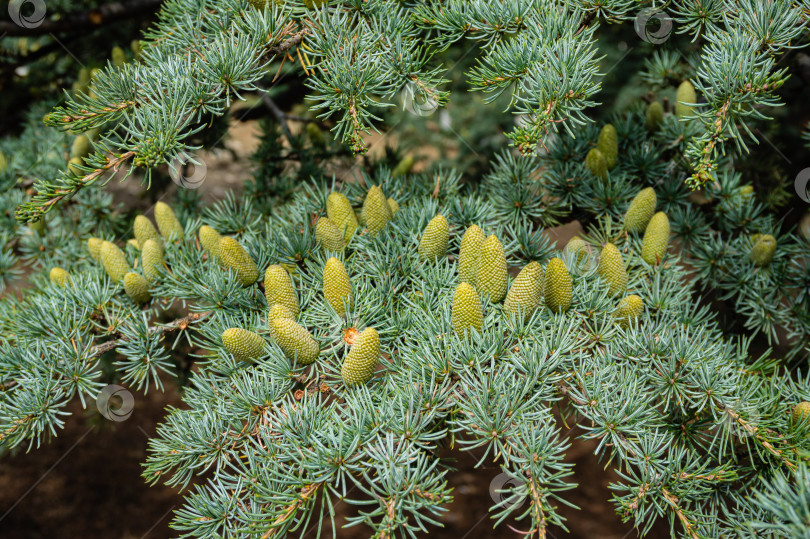 Скачать Кедр атласский (Cedrus atlantica) - крупное вечнозеленое кедровое дерево с игольчатыми листьями, в парковой зоне Феодосии в Крыму. Другое научное название - Cedrus libani atlantica. Ветвь с пыльцевыми шишками. фотосток Ozero