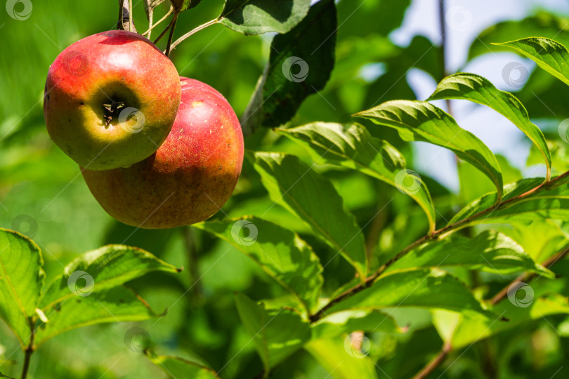 Скачать Два красных спелых яблока растут на ветке яблони на размытом фоне зеленых листьев. Крупный план. Ясный солнечный день. Концепция природы для дизайна. фотосток Ozero