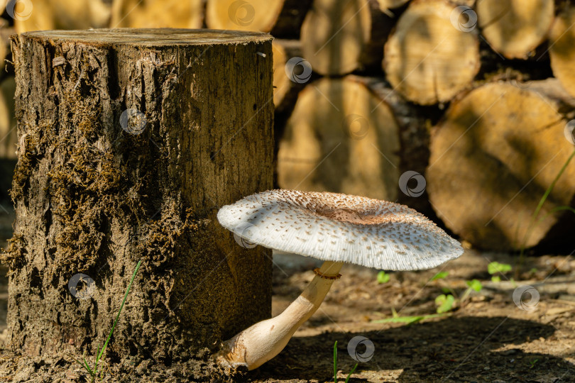 Скачать Красивый смертельно ядовитый лесной гриб растет на дубовом пне для колки дров. Размытый фон. Выборочный фокус. Белая шляпка ядовитого гриба с коричневым бугорком посередине. фотосток Ozero