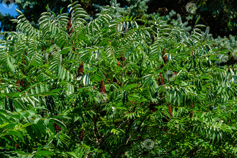 Скачать Зеленые листья и красные соцветия семян сумаха оленьего, или сумаха пушистого, или уксусного дерева (лат. Rhus typhina) семейства Сумаховых в качестве натуральной текстуры. фотосток Ozero