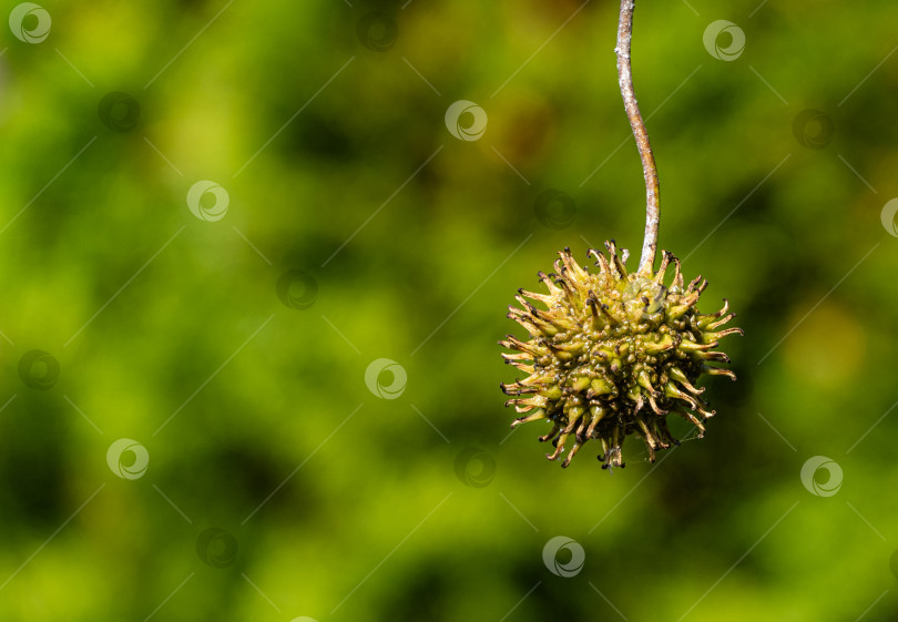 Скачать Семена Liquidambar styraciflua, янтарного дерева на размытом фоне зелени вечнозеленого сада. Крупный план. Выборочный фокус. Концепция природы для дизайна. фотосток Ozero