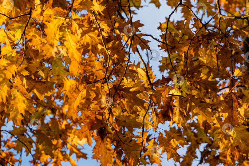 Скачать Огромный красный дуб Quercus rubra на фоне голубого неба. Золотые листья красного дуба на закате. Осенний пейзаж. Концепция природы для дизайна. фотосток Ozero