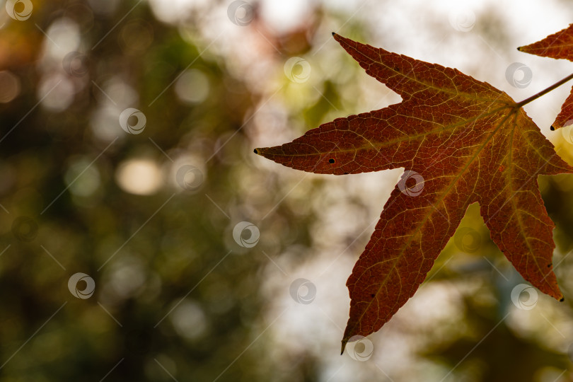 Скачать Крупный план золотисто-красных листьев Liquidambar styraciflua, обычно называемых американской сладкой карамелью, на размытом фоне разноцветных листьев liquidambram. Выборочный фокус. Концепция природы для дизайна. фотосток Ozero