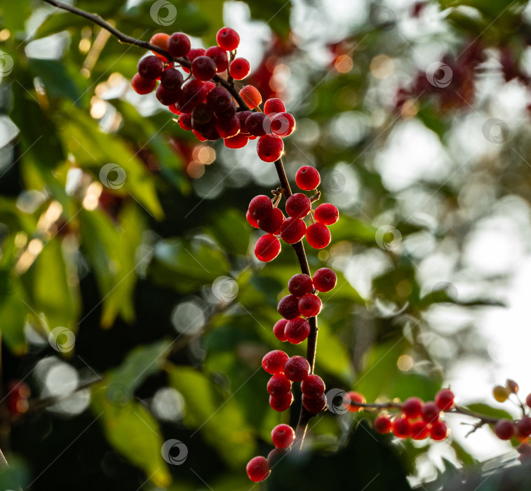 Скачать Красные плоды Elaeagnus umbellata или японской серебристой ягоды, известной как umbellata oleaster или осенняя олива, на размытом фоне зеленой листвы. Выборочный фокус. Крупный план. Концепция природы для дизайна. фотосток Ozero