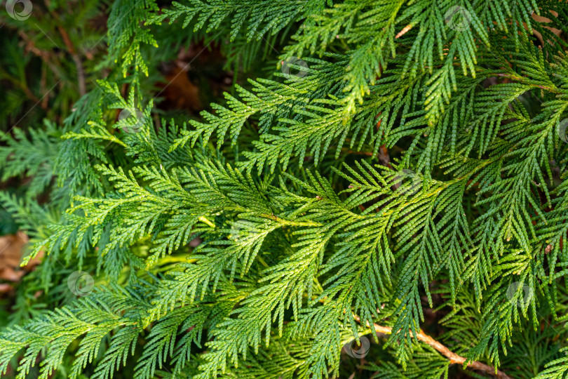 Скачать Красивая зеленая листва на ветке сложенной туи Кан-Кан (Thuja plicata Can– Can). Размытый фон. Выборочный фокус. Туя пликата, Западный Красный кедр или Тихоокеанский красный кедр в ландшафтном саду. фотосток Ozero