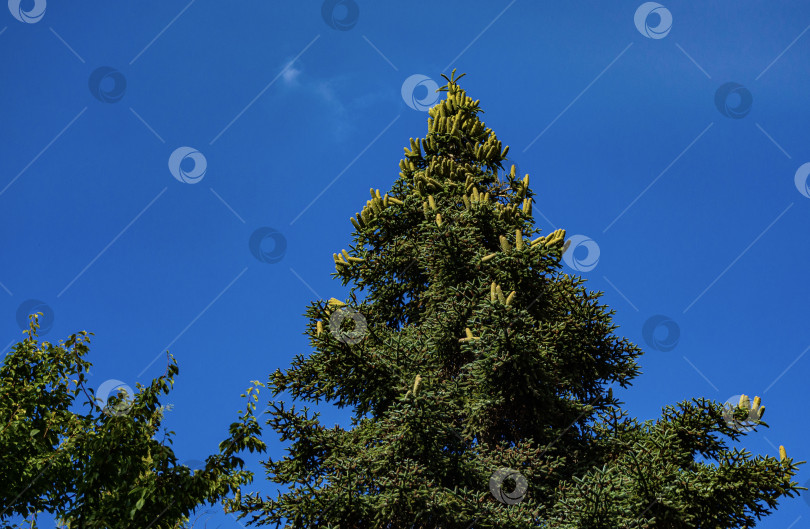 Скачать Роскошная нумидийская ель (Abies numidica) или алжирская ель. Большие зеленые женские шишки на верхушке ели на фоне голубого безоблачного неба. Концепция природы Крыма для дизайна. Крым. Феодосия-Россия. фотосток Ozero