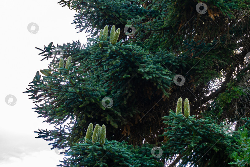 Скачать Роскошная нумидийская ель (Abies numidica) или алжирская ель. Крупные зеленые женские шишки на размытом фоне зеленых ветвей ели. Выборочный фокус. Крупный план. Крым. Феодосия-Россия. фотосток Ozero