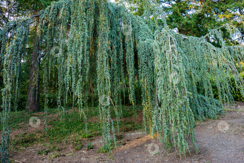 Скачать Величественный плакучий голубой атласский кедр (Cedrus atlantica Glauca Pendula) в старом Массандровском парке, Крым. Крупным планом свисающие ветви на фоне вечнозеленых деревьев. фотосток Ozero