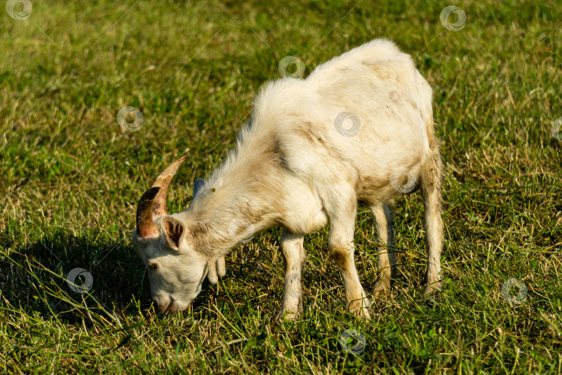 Скачать Белая коза с изогнутыми рогами пасется на лугу. Выборочный фокус. Белая коза жадно ест зеленую траву. Крупный план. Наслаждайтесь наблюдением за животными в сельской местности. фотосток Ozero