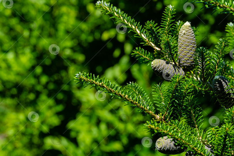 Скачать Красивые спелые коричневые шишки на ветке ели Abies koreana на размытом фоне зелени вечнозеленого сада. Выборочный фокус. Крупный план. На шишках следы от выделения белой смолы. фотосток Ozero