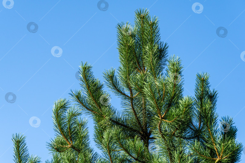 Скачать Красивая вертикальная сосна Pinus Nigra, австрийская сосна или черная сосна в вечнозеленом ландшафтном саду на фоне голубого неба. Крупный план. Длинные зеленые иглы на ветках сосны. Концепция природы для дизайна фотосток Ozero