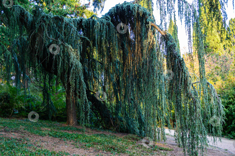 Скачать Величественный плакучий голубой атласский кедр (Cedrus atlantica Glauca Pendula) в старом Массандровском парке, Крым. Крупным планом свисающие ветви на фоне вечнозеленых деревьев. фотосток Ozero