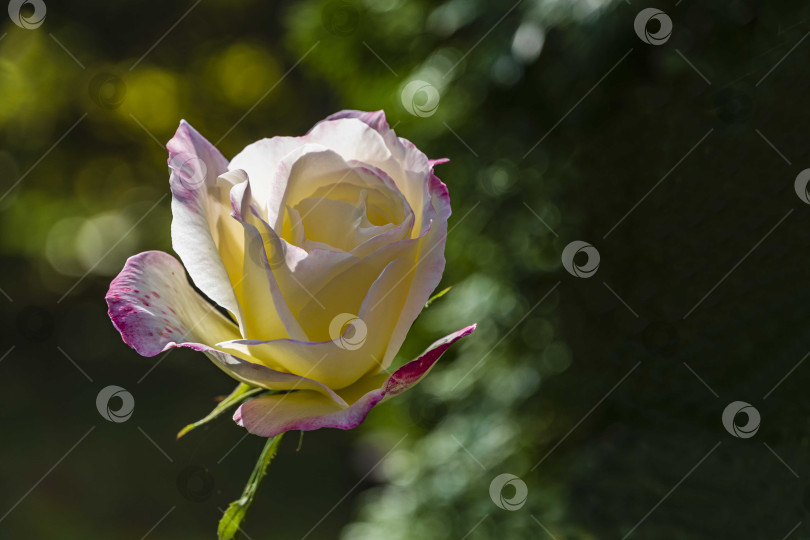 Скачать Красивый цветок розы Double Delight на размытом желто-зеленом фоне. выборочный фокус. Крупный план. Концепция природы для дизайна. Есть место для текста. фотосток Ozero