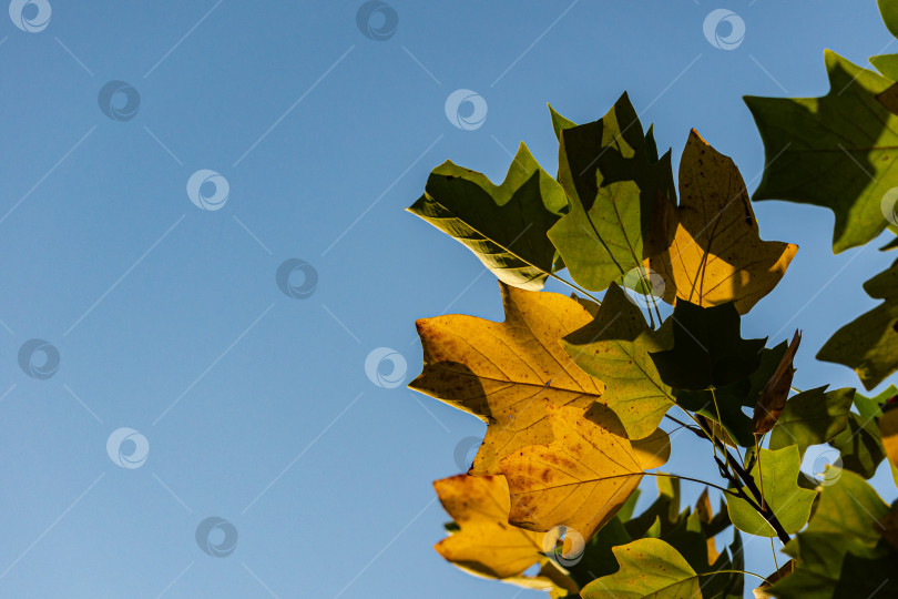 Скачать Золотисто-желтые и зеленые листья тюльпанного дерева Liriodendron tulipifera на фоне голубого осеннего неба. Выборочный фокус. Концепция природы для дизайна. Есть место для вашего теста. фотосток Ozero