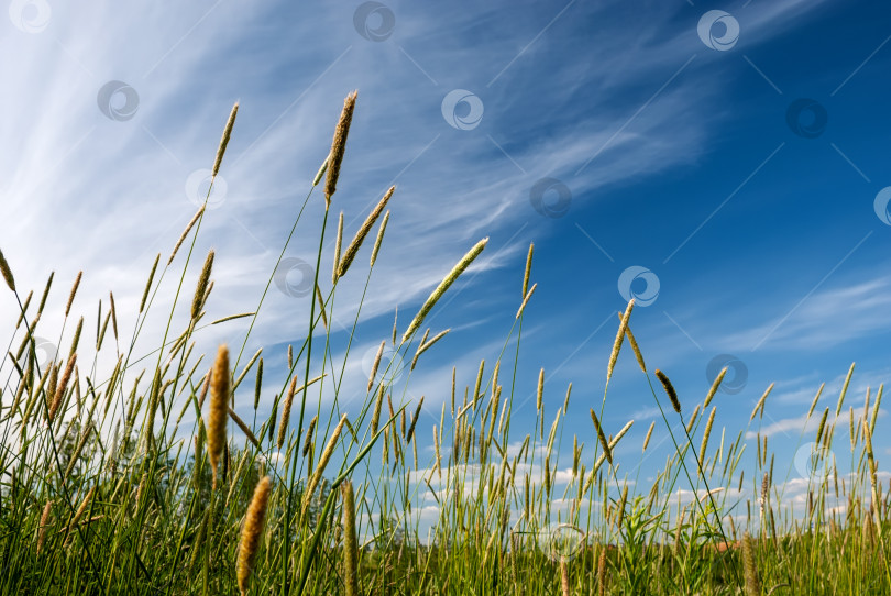 Скачать Колоски травы на фоне голубого неба с облаками. фотосток Ozero
