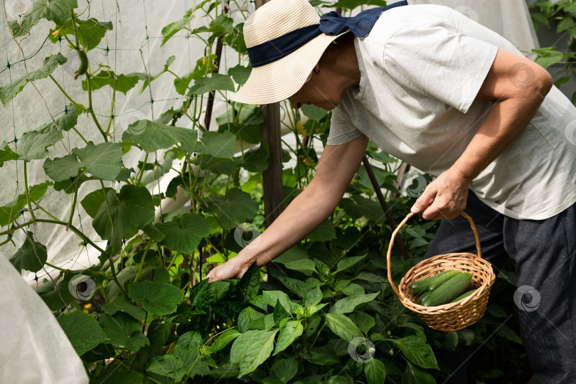 Скачать Улыбающаяся женщина собирает урожай огурцов в теплице фотосток Ozero