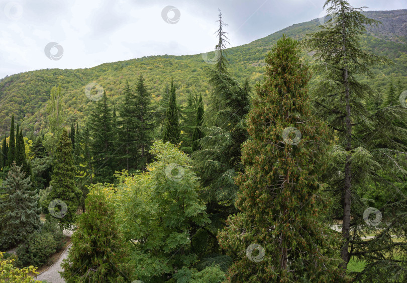 Скачать Красивый ландшафтный парк с вечнозелеными кедровыми деревьями в Массандровском парке в Крыму. Дерево Cedrus Atlantica Glauca, также известное как Голубой атласский кедр, кедровый кедр Cedrus libani или Ливанский кедр на фоне голубого неба. фотосток Ozero
