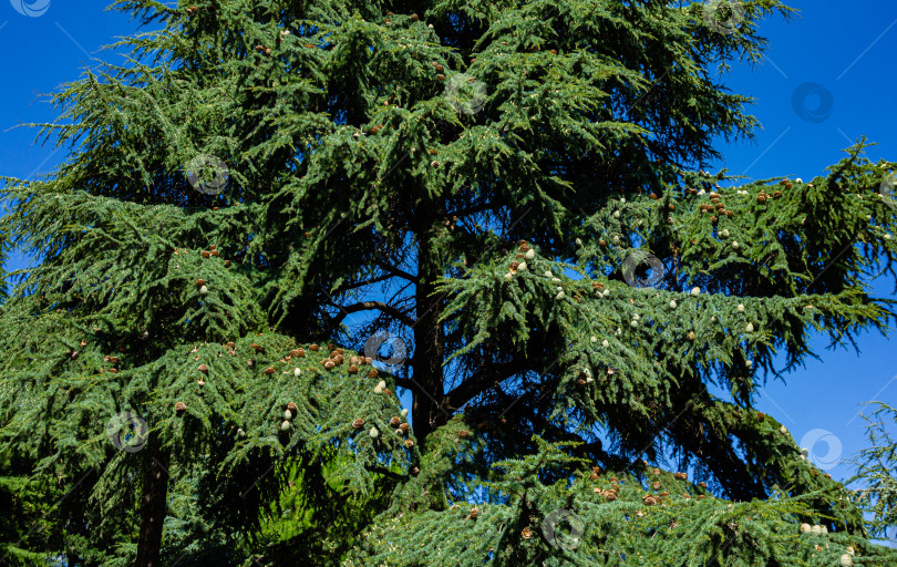 Скачать Cedrus Atlantica Glauca или Голубой атласский кедр. Крупное вечнозеленое кедровое дерево Атлас с шишками на ветвях. Ландшафтный парк Рай в Крыму. Селективный фокус. Санаторий Айвазовский. Алушта, сентябрь. фотосток Ozero